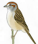 Chaco Sparrow