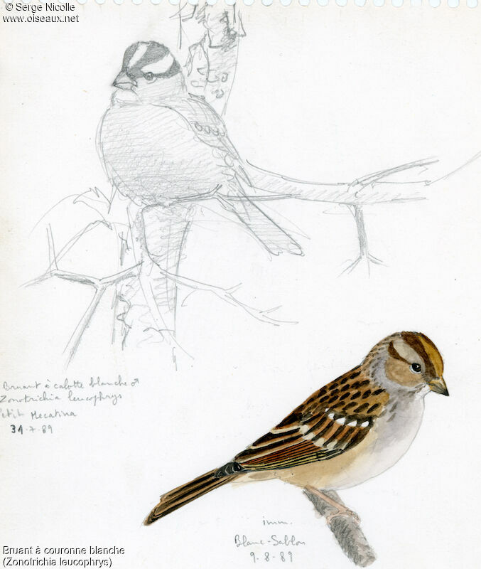 White-crowned Sparrow, identification