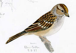 White-crowned Sparrow