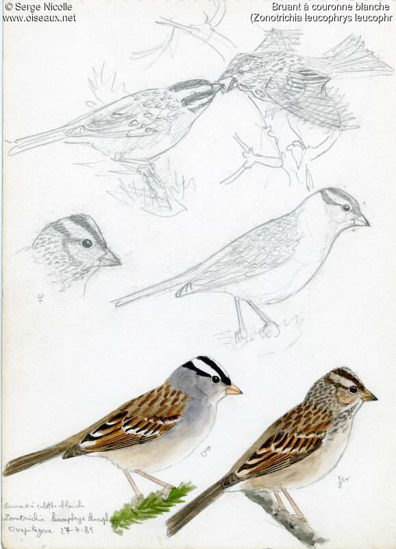 White-crowned Sparrow, identification