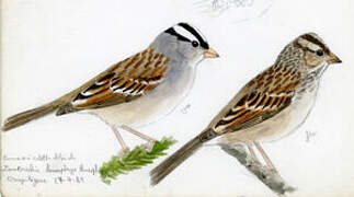 White-crowned Sparrow