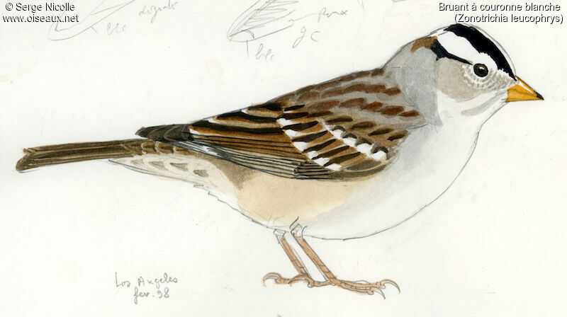 White-crowned Sparrow, identification