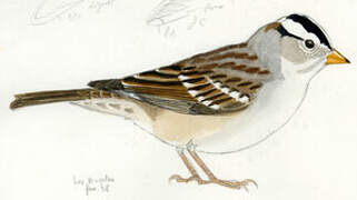 White-crowned Sparrow