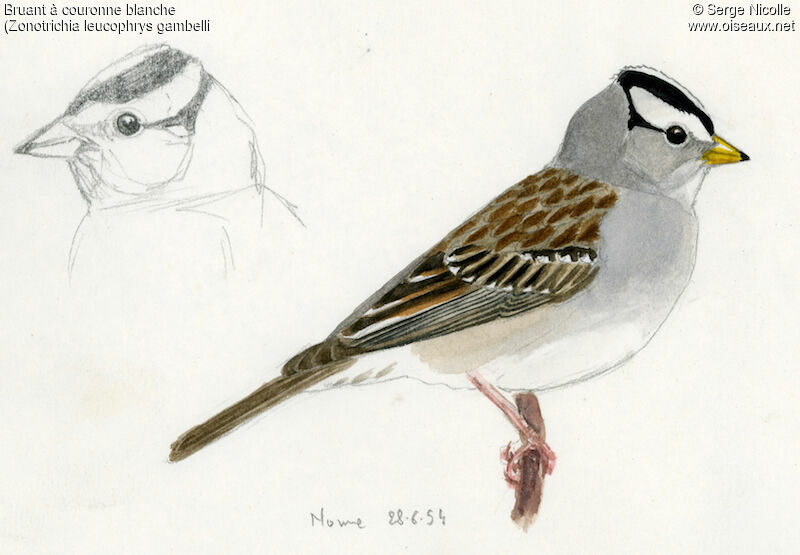 White-crowned Sparrow, identification