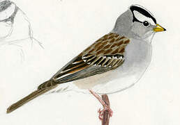 White-crowned Sparrow