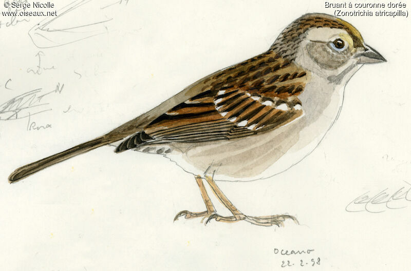 Golden-crowned Sparrow, identification