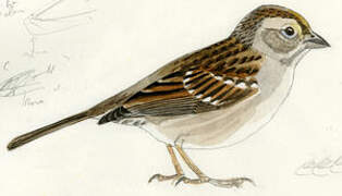 Golden-crowned Sparrow