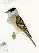 Golden-crowned Sparrow