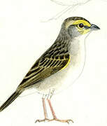 Yellow-browed Sparrow