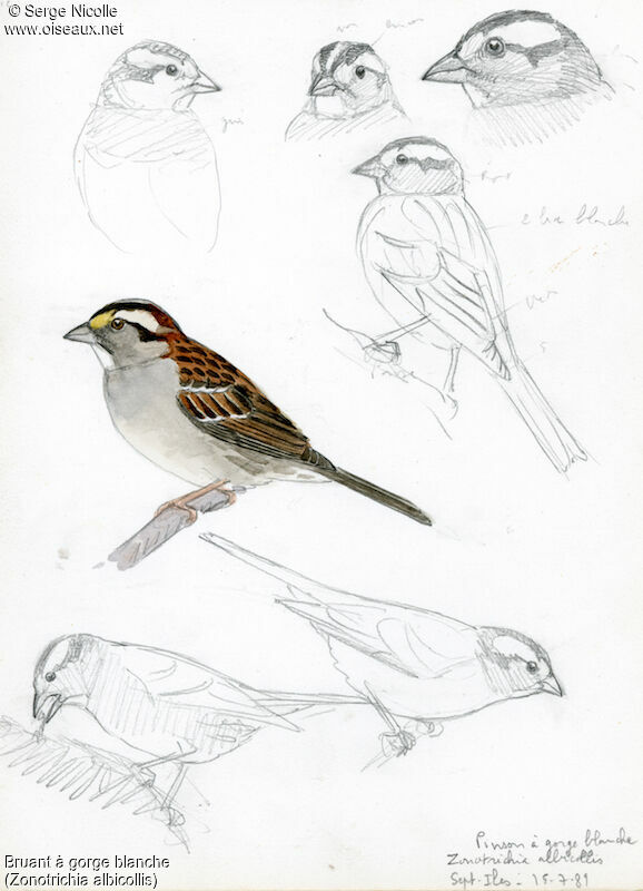 White-throated Sparrow, identification