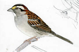 White-throated Sparrow