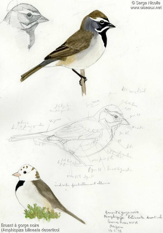 Black-throated Sparrow, identification