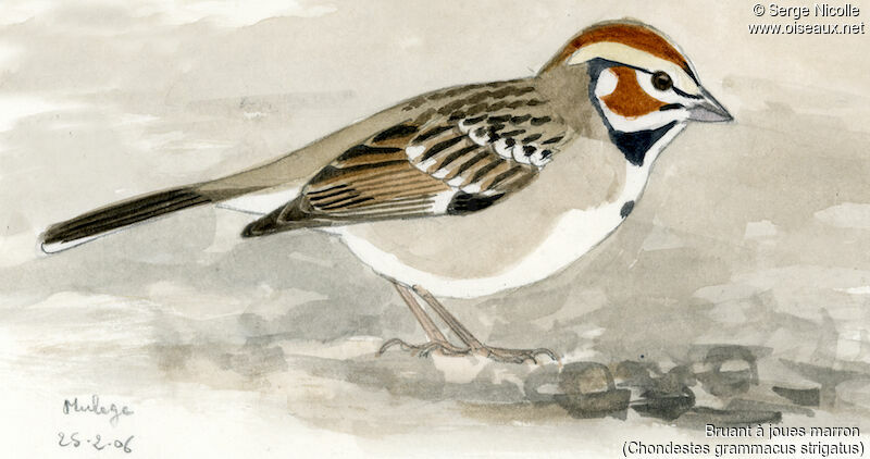Lark Sparrow, identification