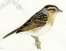 Saltmarsh Sparrow