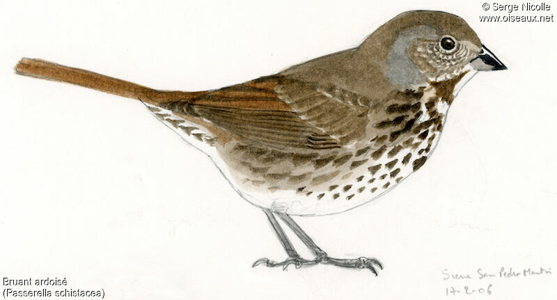 Slate-colored Fox Sparrow, identification