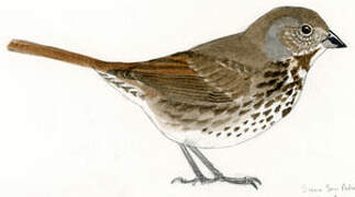 Slate-colored Fox Sparrow