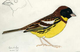 Yellow-breasted Bunting