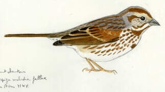 Song Sparrow