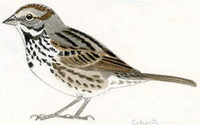 Song Sparrow