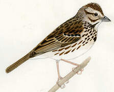 Song Sparrow