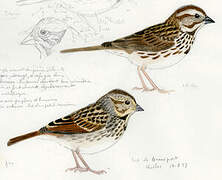 Song Sparrow