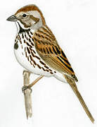 Song Sparrow