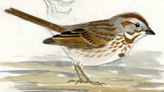 Song Sparrow