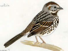 Song Sparrow