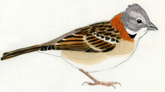 Rufous-collared Sparrow