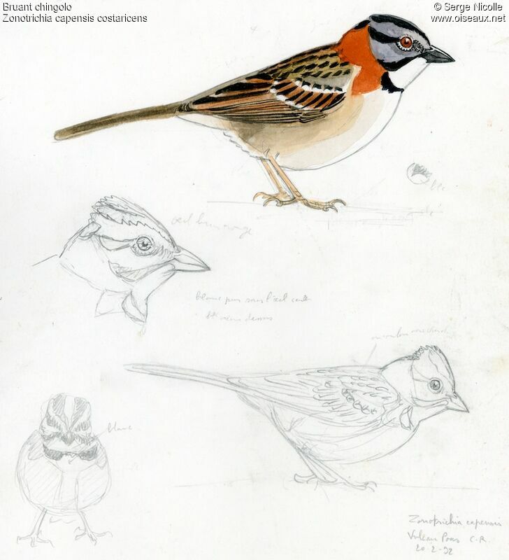 Rufous-collared Sparrow, identification