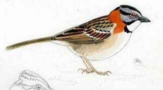 Rufous-collared Sparrow