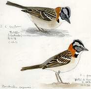 Rufous-collared Sparrow