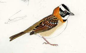 Rufous-collared Sparrow