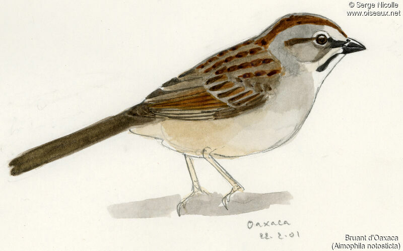 Oaxaca Sparrow, identification