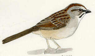 Oaxaca Sparrow