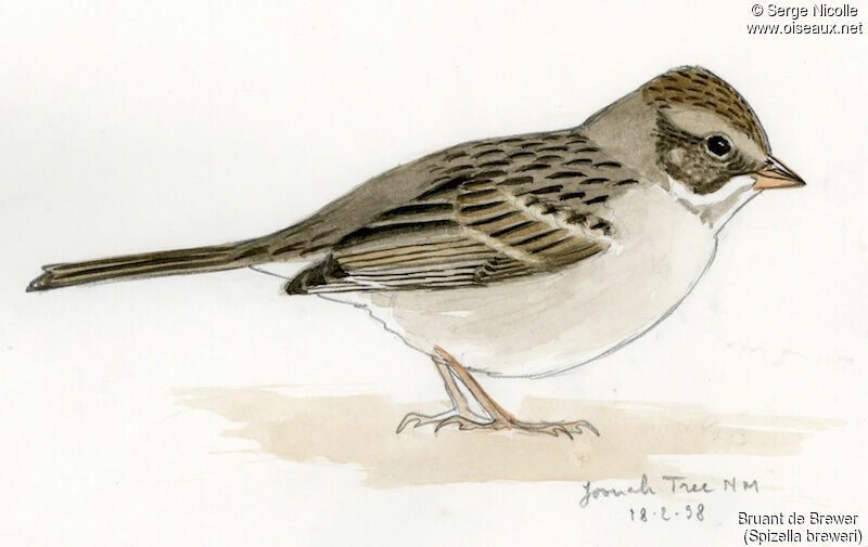 Brewer's Sparrow, identification