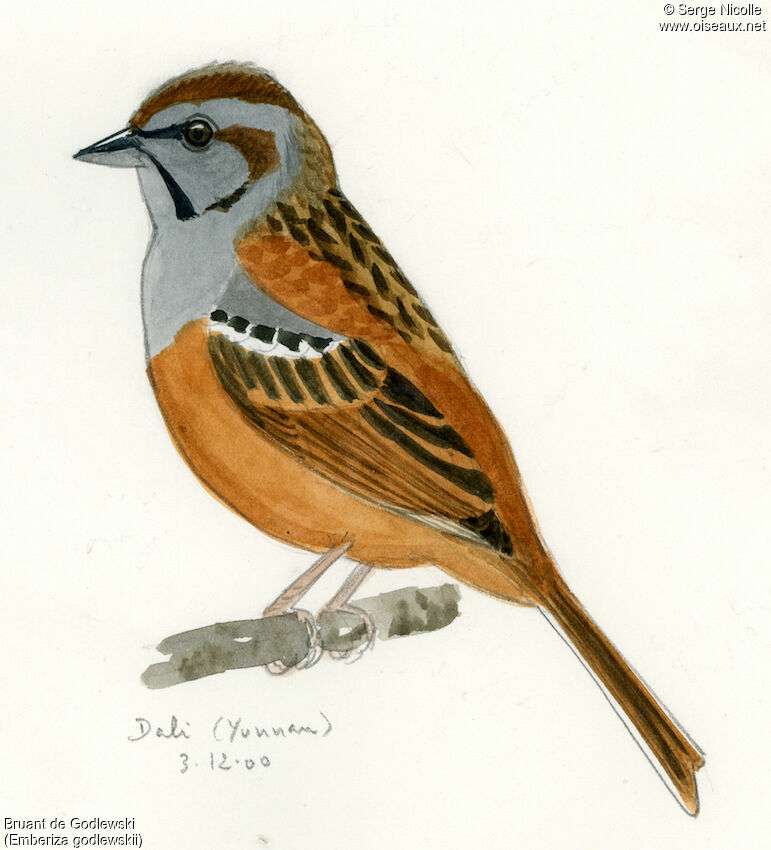 Godlewski's Bunting, identification