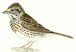 Lincoln's Sparrow