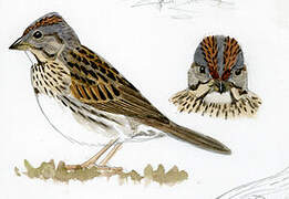 Lincoln's Sparrow