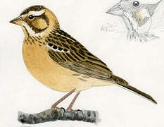 Smith's Longspur