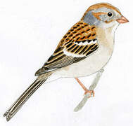 Field Sparrow