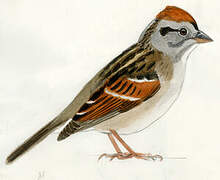 Swamp Sparrow