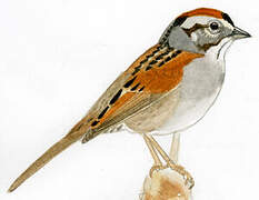 Swamp Sparrow