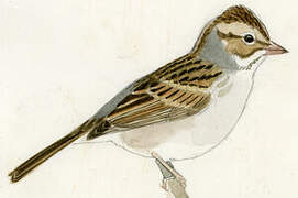 Clay-colored Sparrow