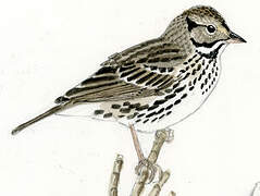 Savannah Sparrow