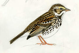 Savannah Sparrow