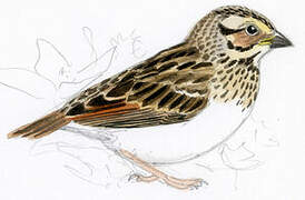 Savannah Sparrow