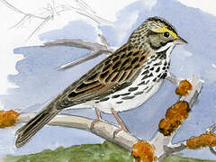 Savannah Sparrow