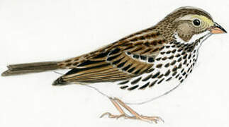 Savannah Sparrow