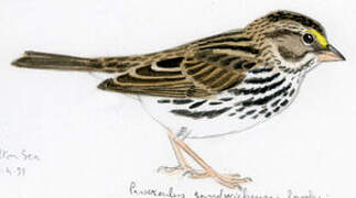 Savannah Sparrow